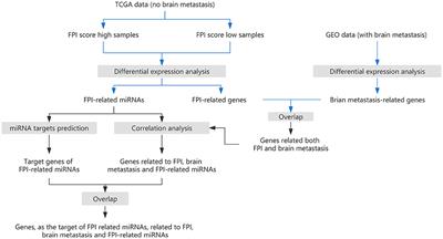 miR-17-5p/HOXA7 Is a Potential Driver for Brain Metastasis of Lung Adenocarcinoma Related to Ferroptosis Revealed by Bioinformatic Analysis